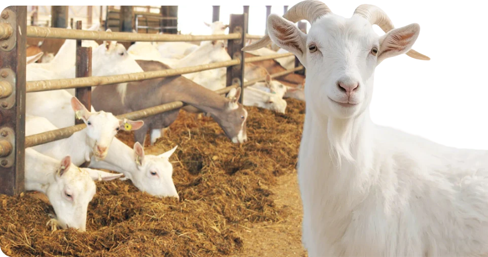 doe feeding and feed formulation