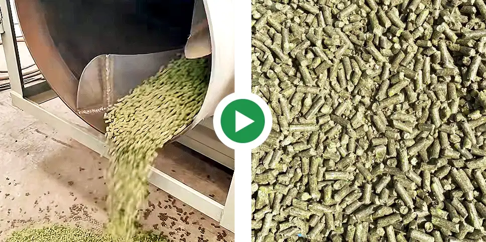 drying the grass pellets