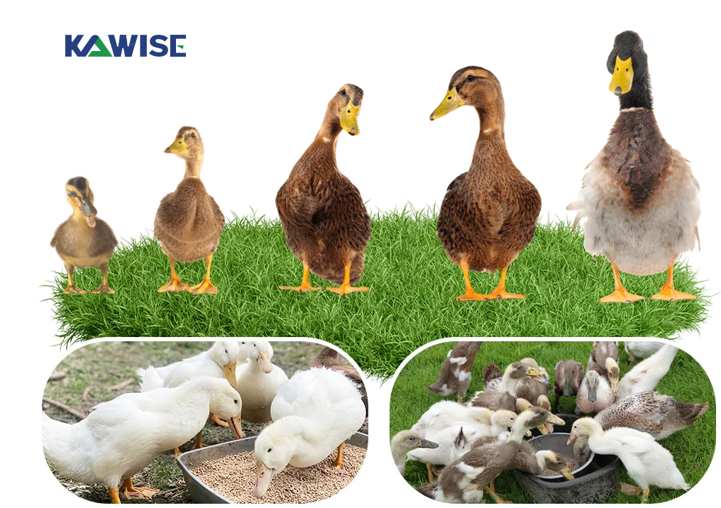 duck feed formulation