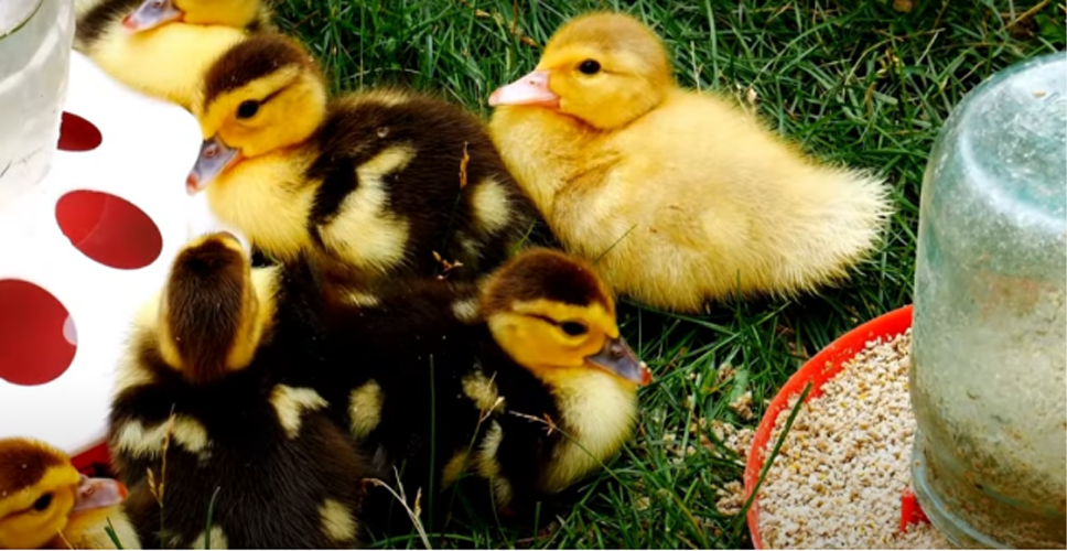 duckling feed