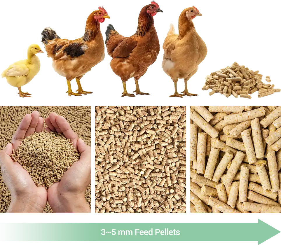 effect on poultry digestive development