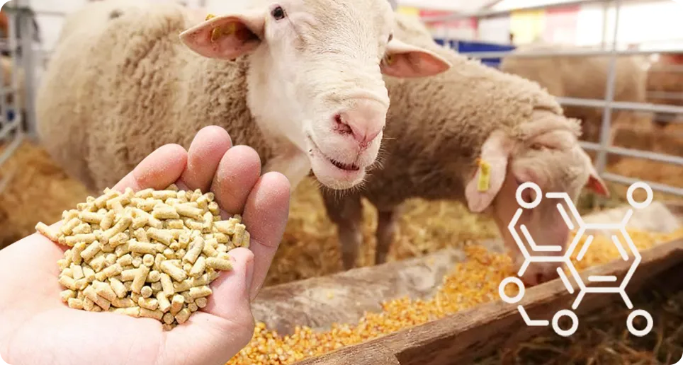 energy feed for animal needs