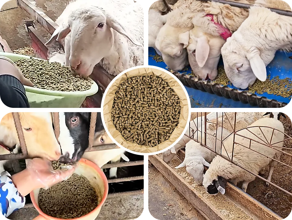 equipment for weight gain feeding