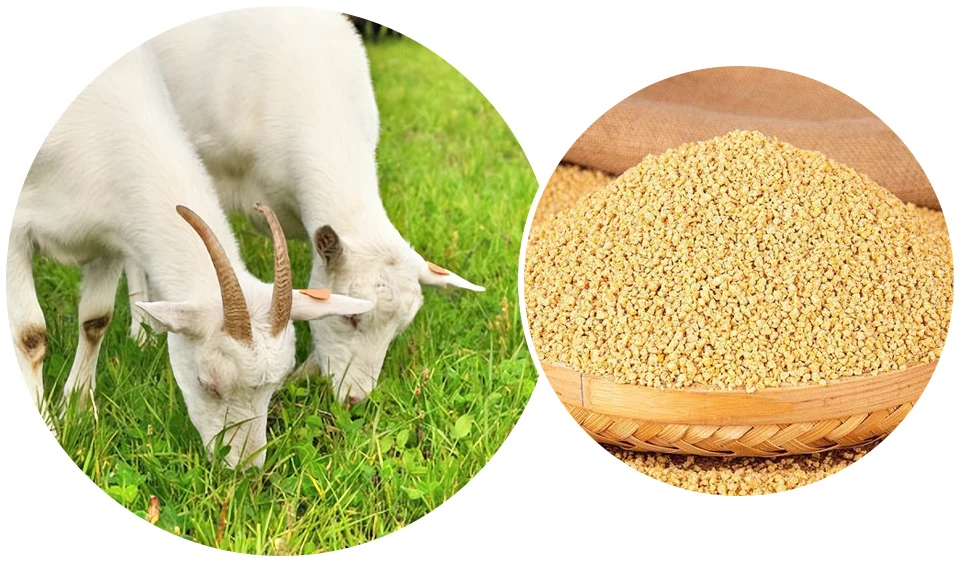 ewe feed needs during lambing