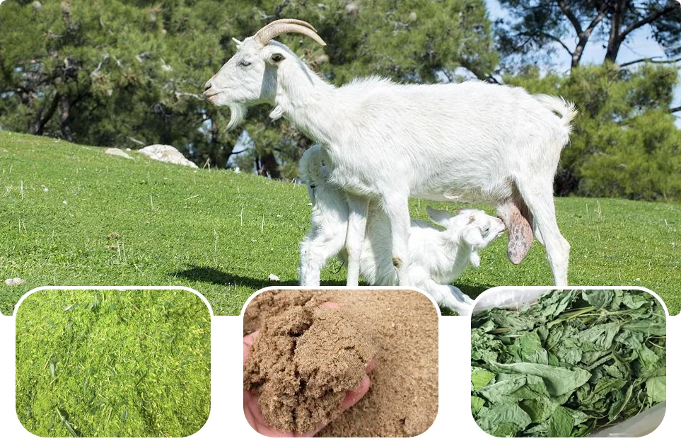ewe feed needs in labtation