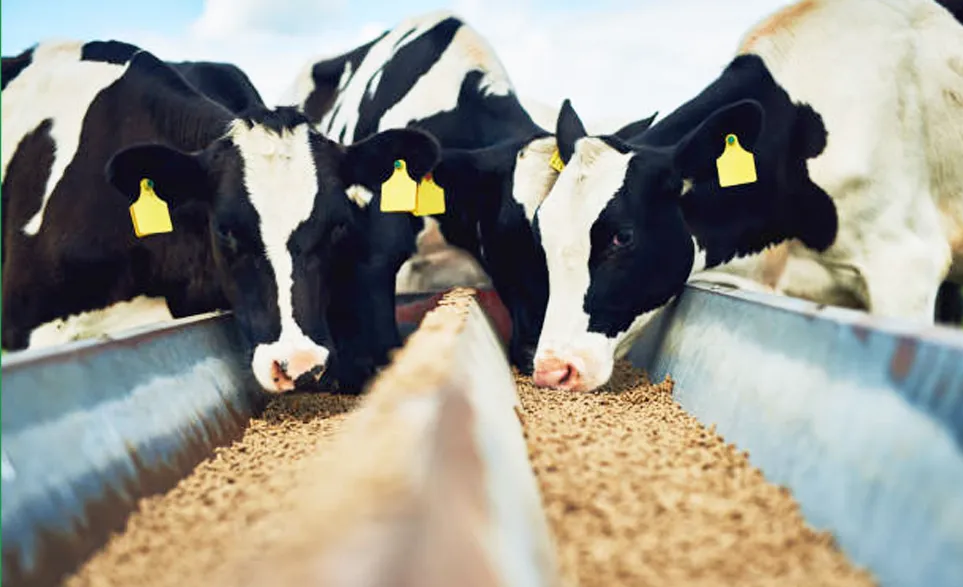 feed requirements during lactation