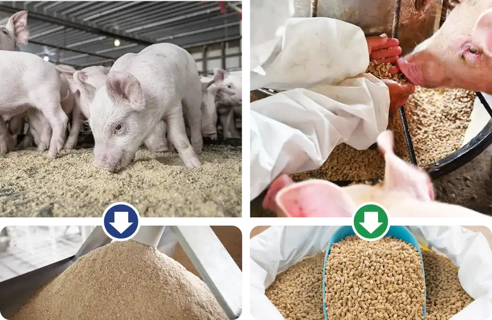 feeding behavior of pig