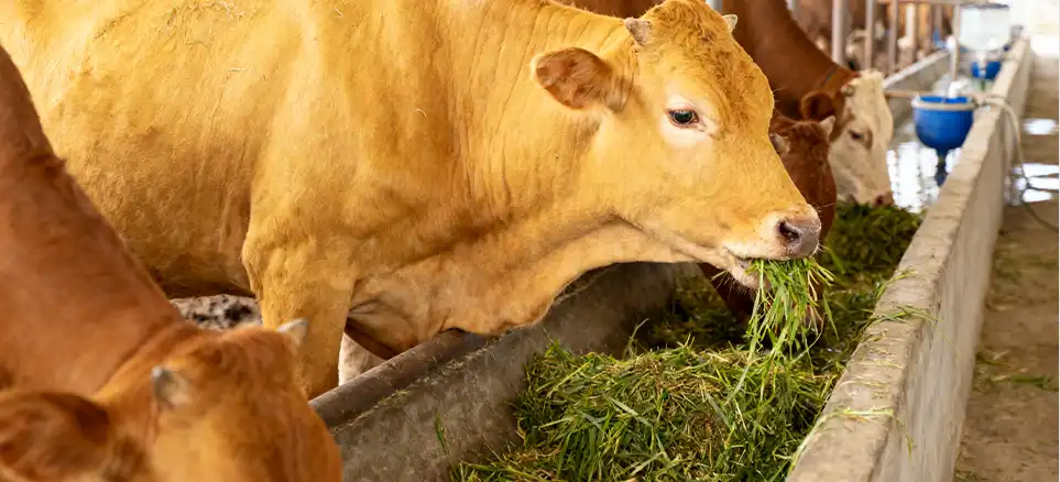 feeding fresh forage for vitamins