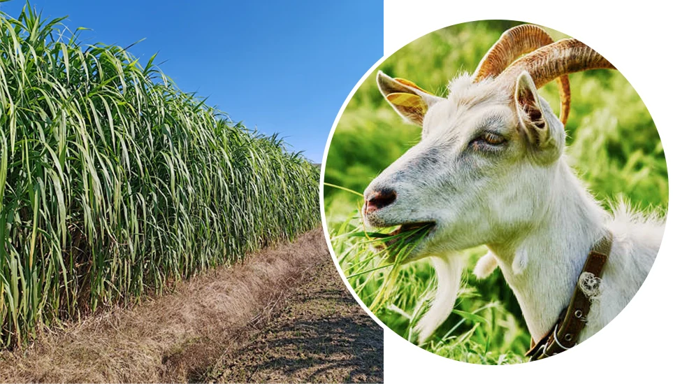 pregnant ewes adequate hay