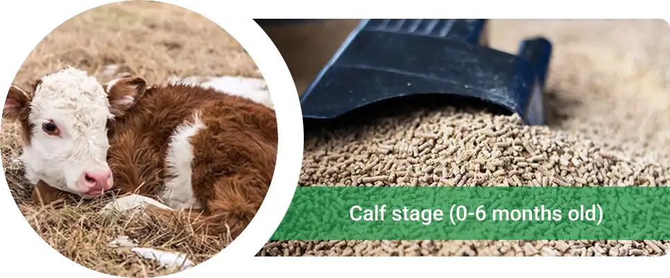 feeding recommendations for calves