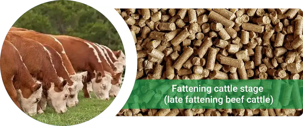 feeding recommendations for fattening cattle