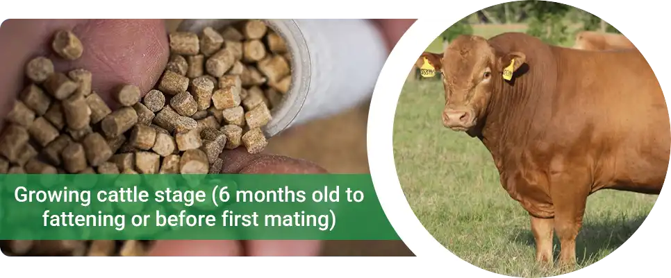 feeding recommendations for growing cattle
