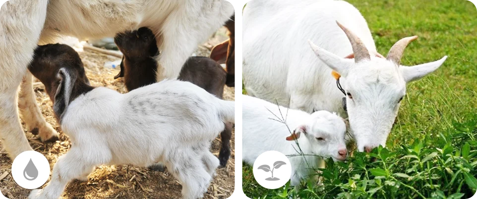 feeding requirement for young goats
