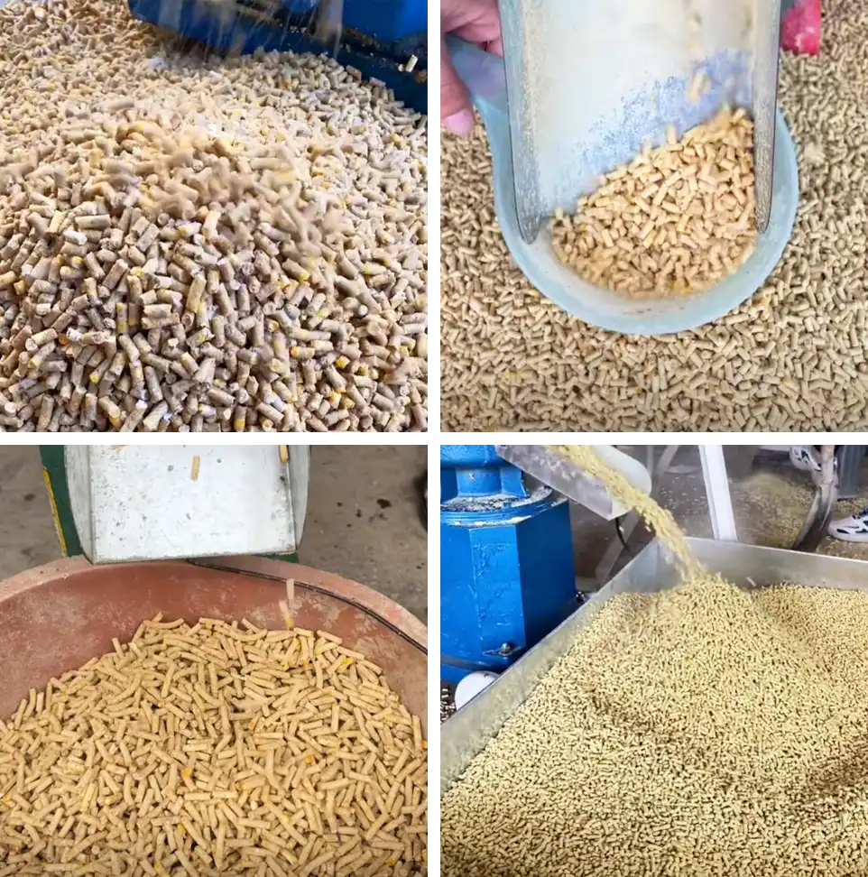feeding your poultry with feed pellets