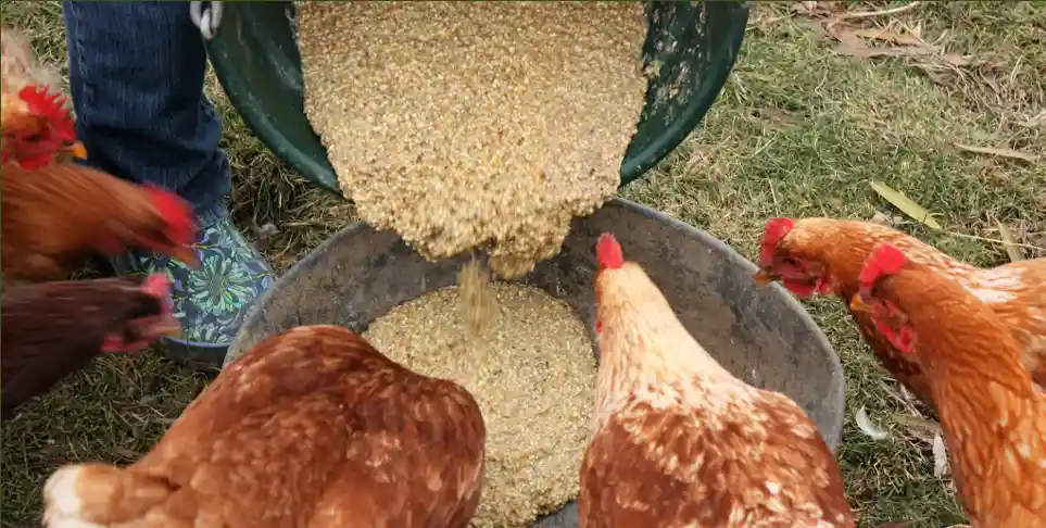 chicken fermented feed