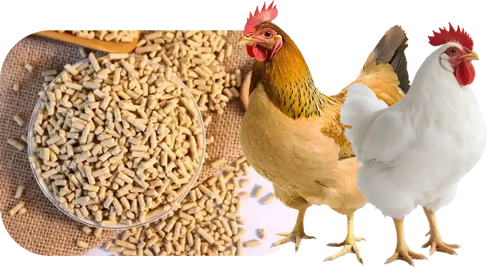 finisher feed for broiler chicken