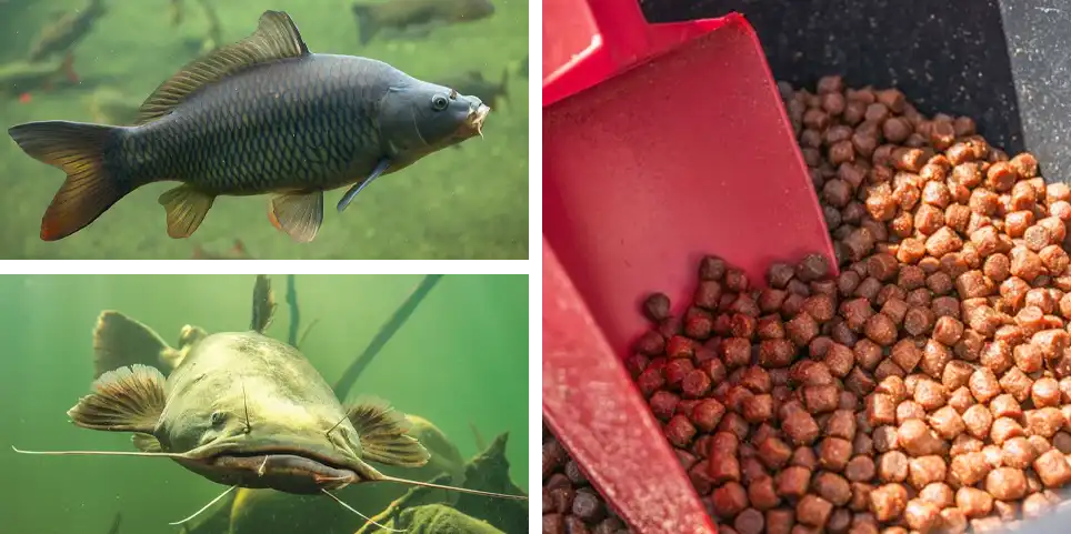 fish species suitable for hard fish pellets