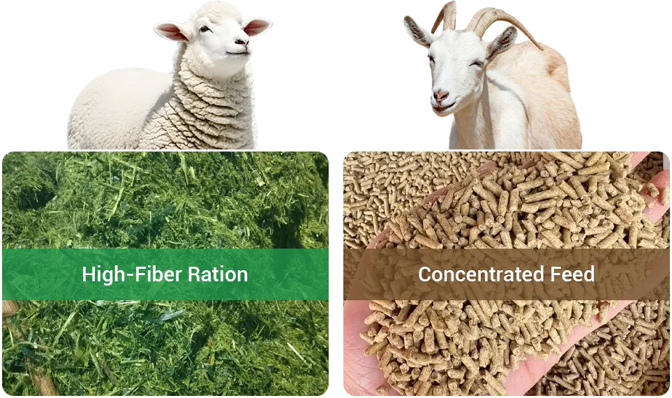 goat and sheep feed structure