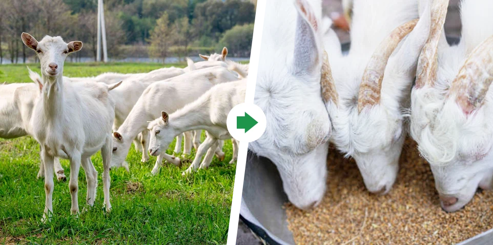 goat finisher stage feed formula