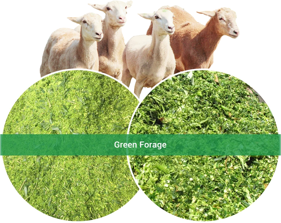 green forage for goat feed