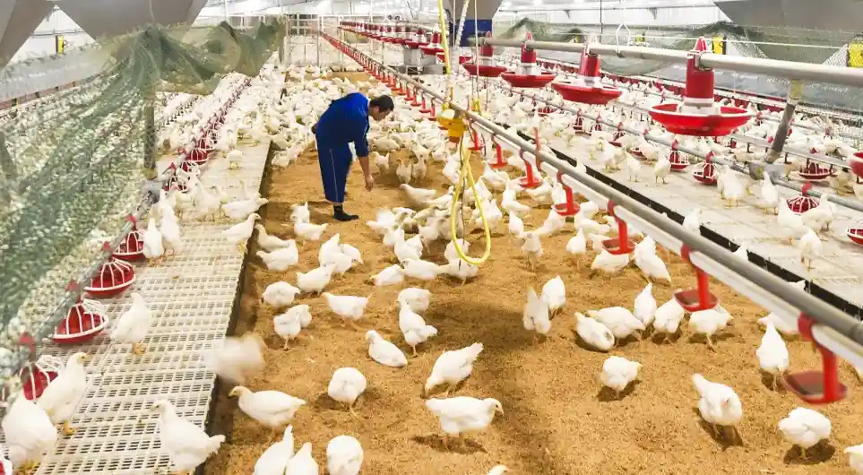 grower feed for small chicks