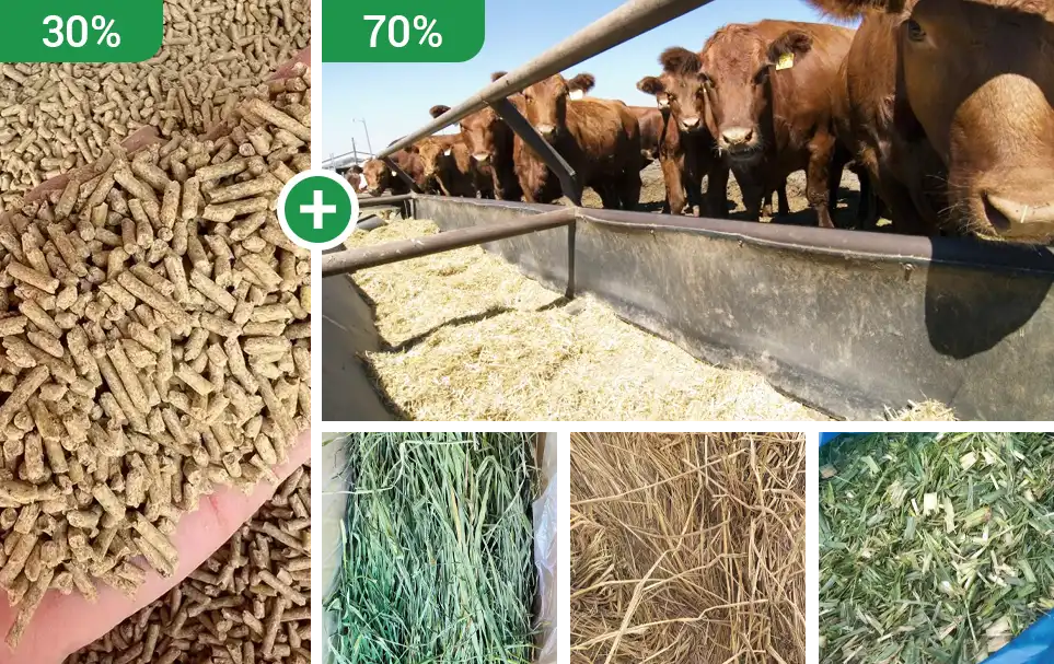 growing cattle feed composition