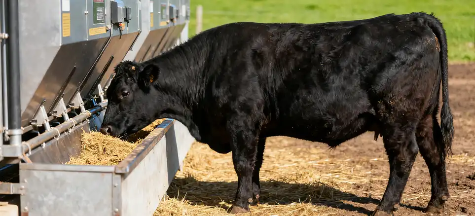 growing cattle nutrient supply