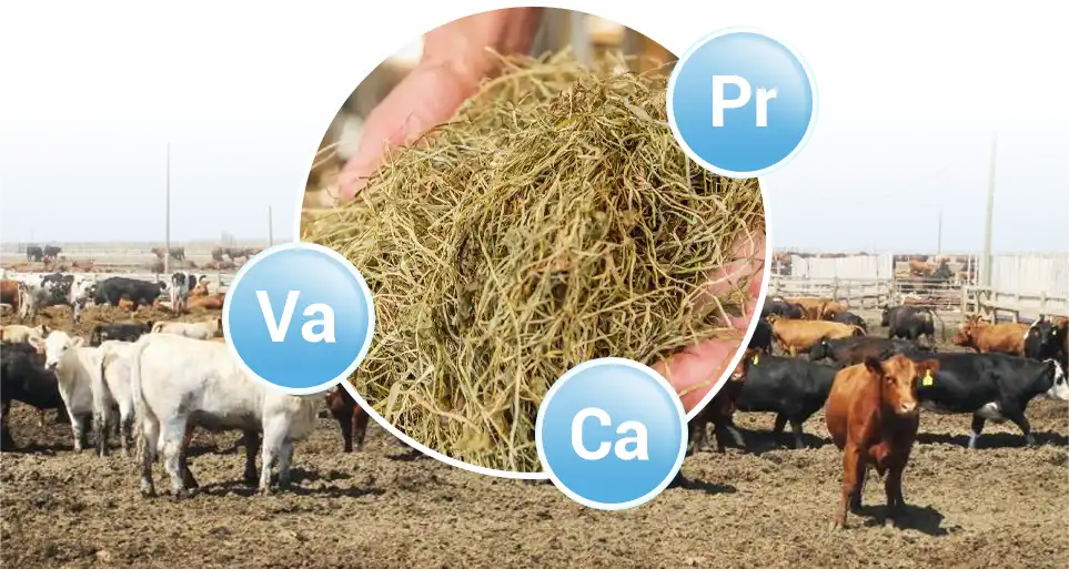 growing cattle nutrition needs