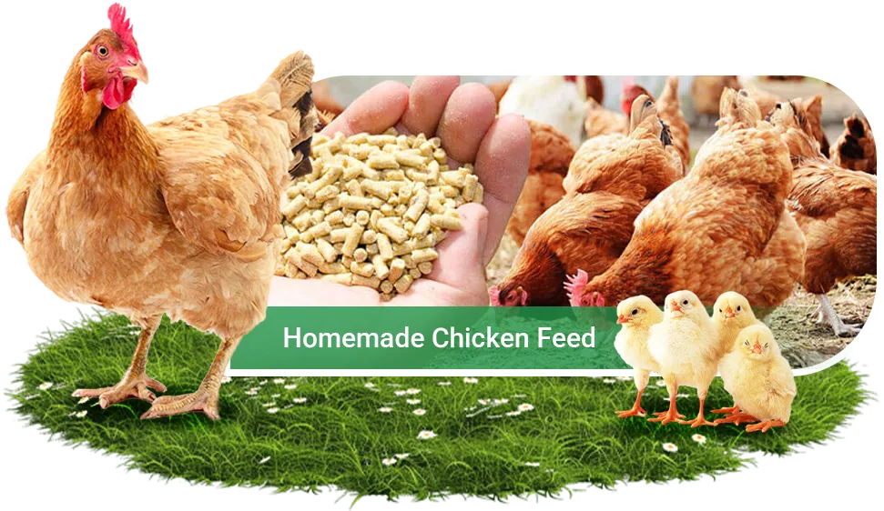 homemade chicken feed