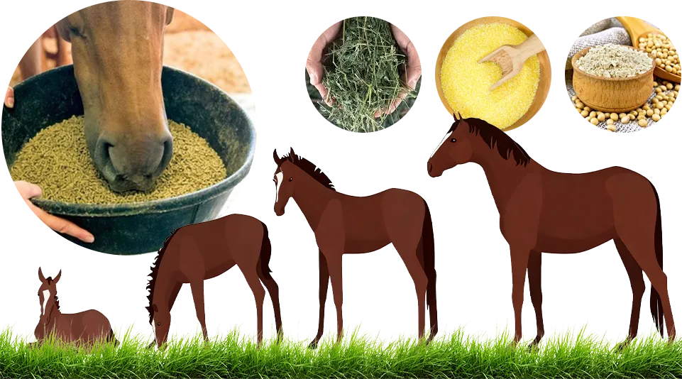 horse feed formulation