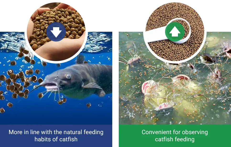 how to choose catfish feed