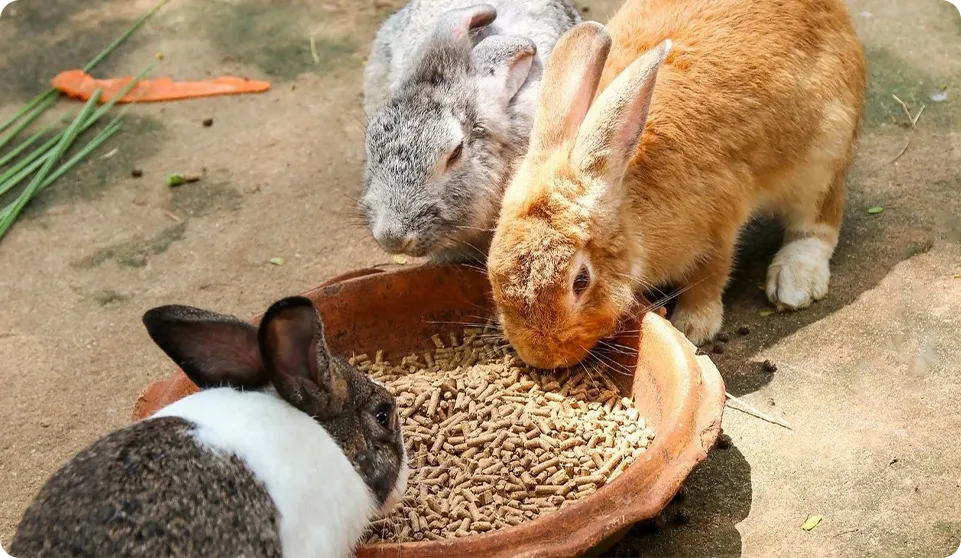 impact of feed particle size on rabbit health