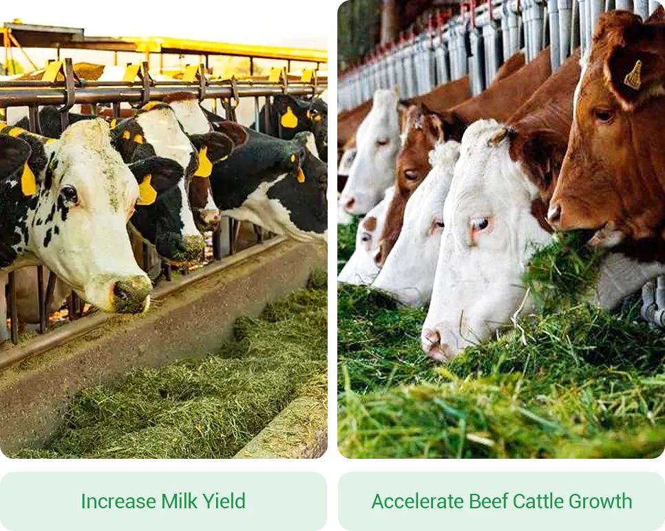 improve nutrient absorption and higher productivity