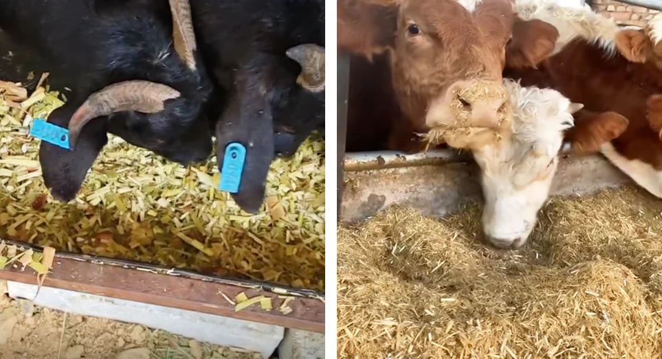 is longer forage better