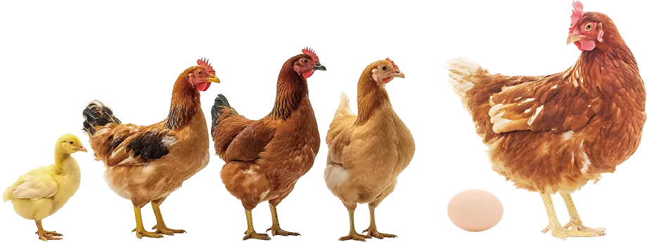 layer feed formulation