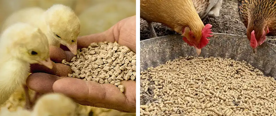 layer pellets size recommendation by stage