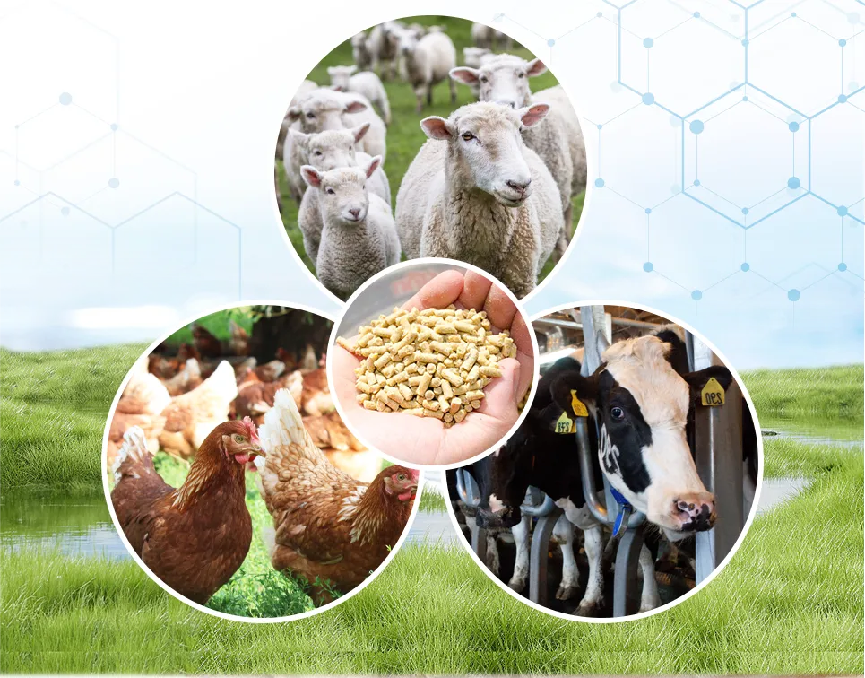 animal nutritional needs