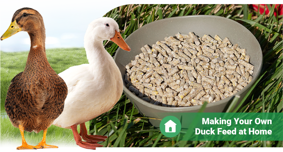 make duck pellets at home