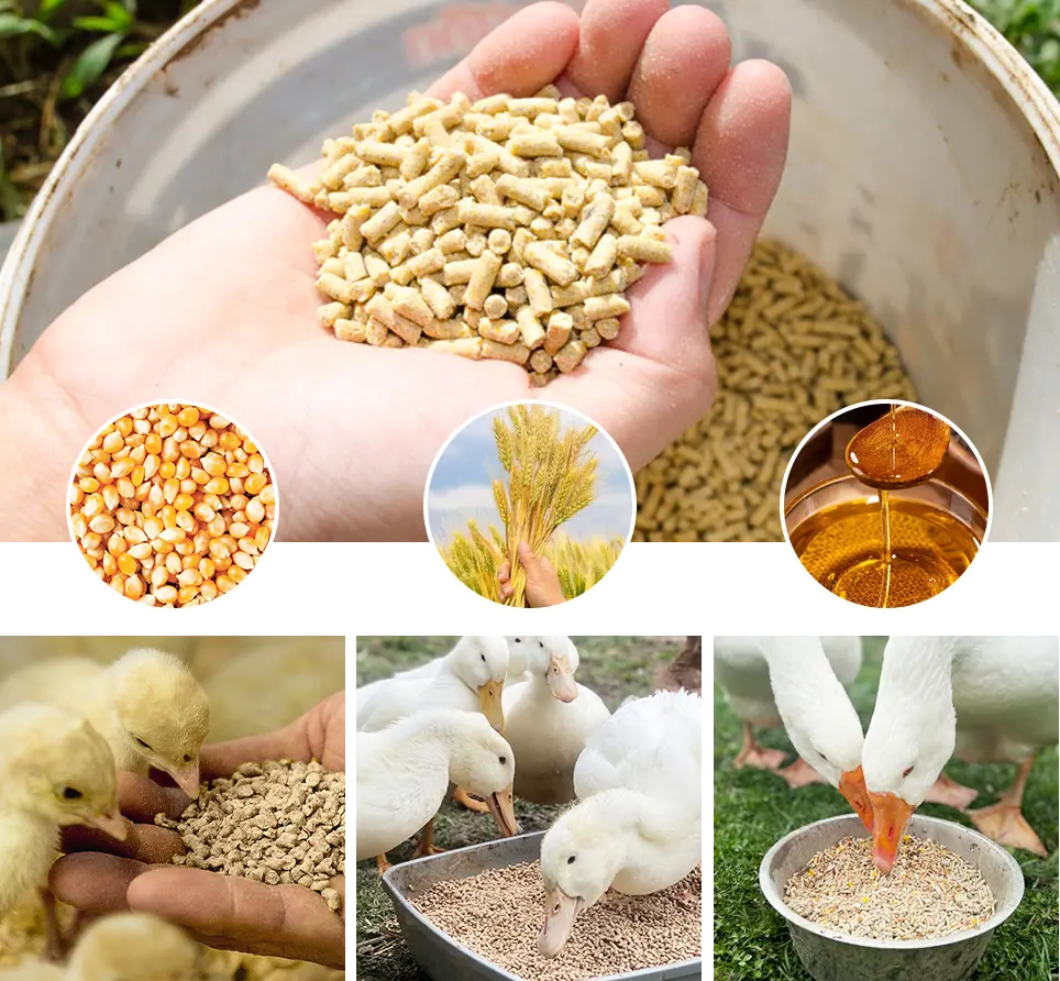 matching feed to animal needs