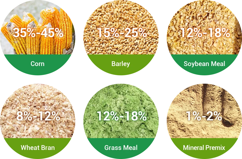 meat sheep fattening stage