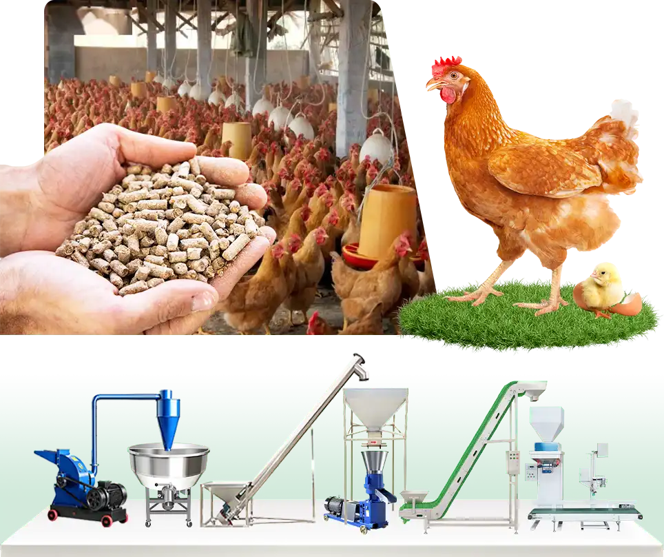 medium scale chicken feed production line