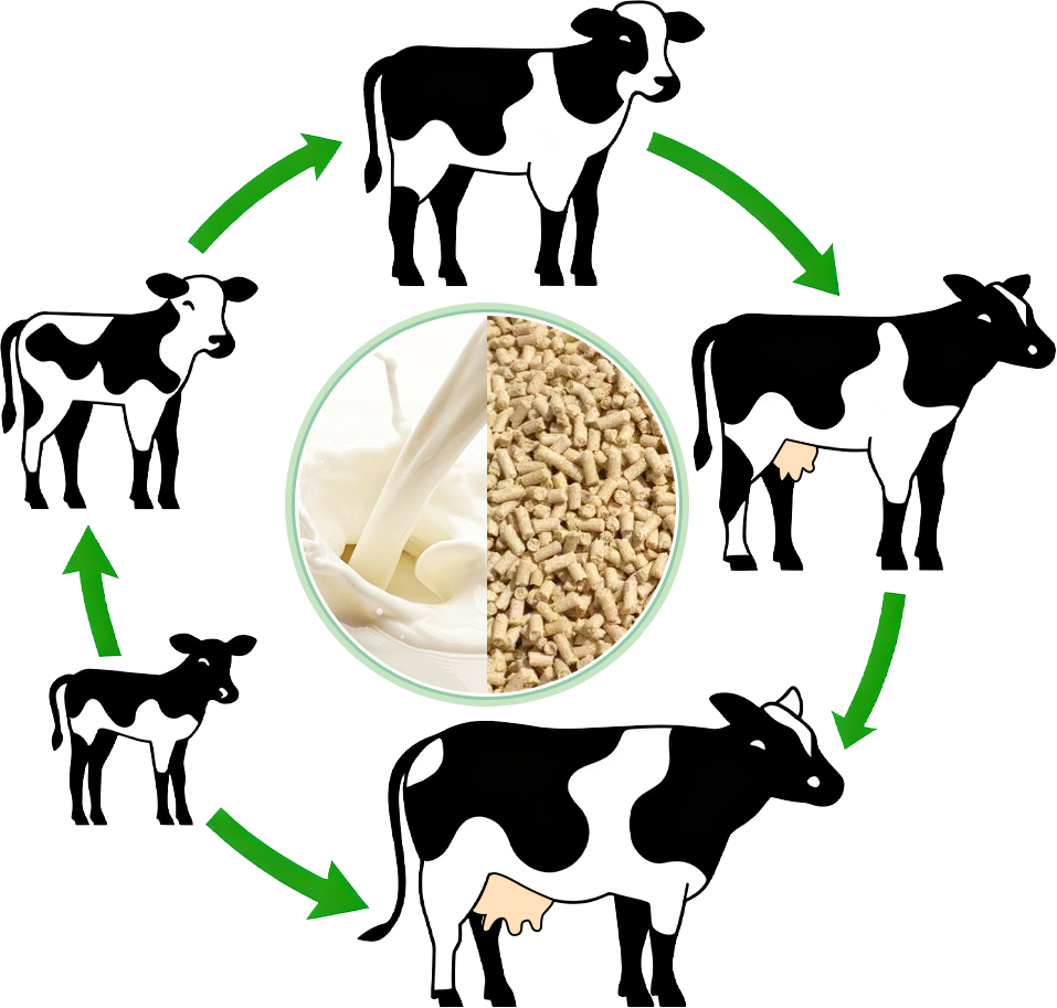 nutritional management of dairy calves