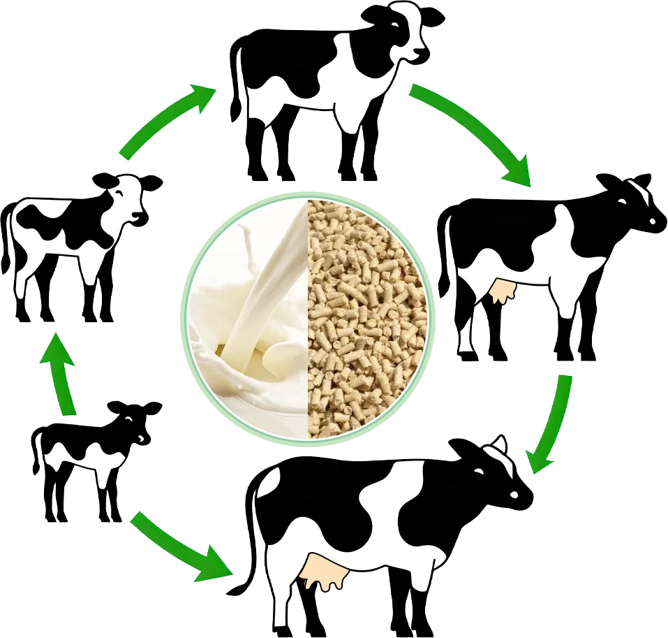 nutritional management of dairy calves