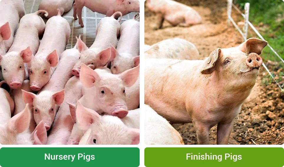 pig pellets feed for commercial pig