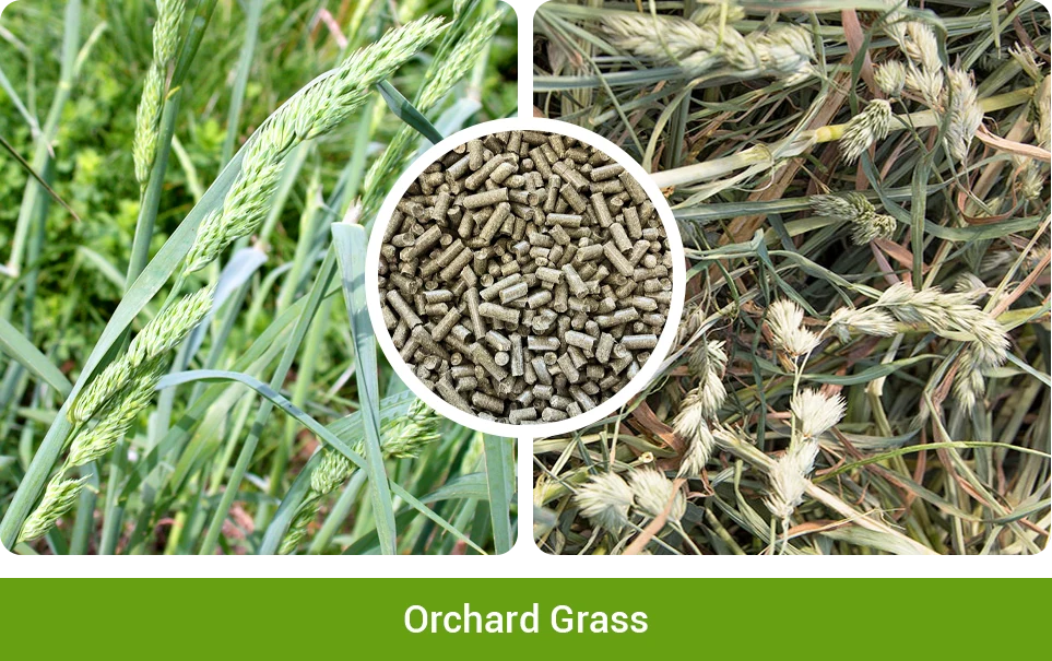 orchard grass