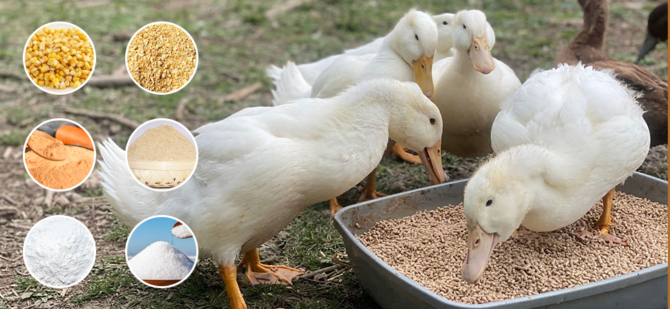 over three weeks duck food