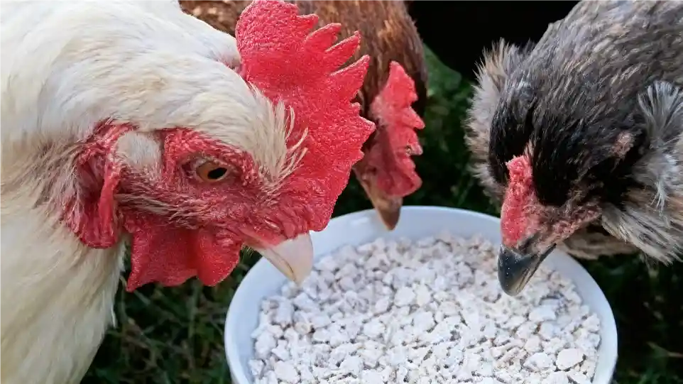 oyster shell or grit for chicken
