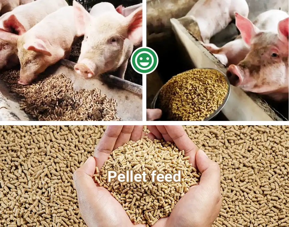 pellet feed feeding performance