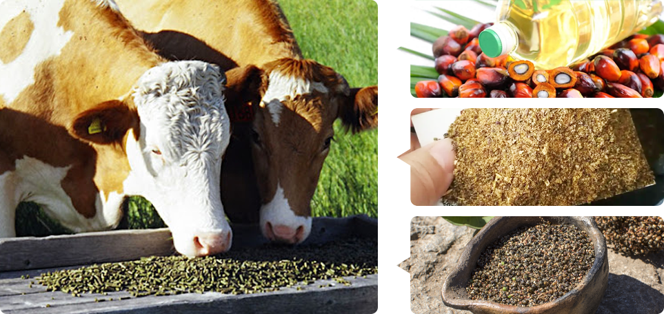 pellet feed introduction in early lactation