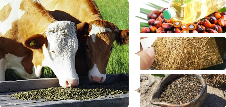 pellet feed introduction in early lactation